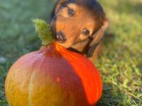 Langhaarteckel Welpen