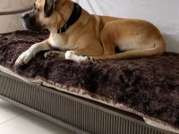 Bullmastiff-Hündin, 4 Jahre alt, kastriert, 52kg.