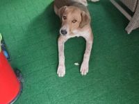 Bruna auf Pflegestelle in 56645 Nickenich