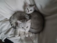 Brüder-Duo sucht 5* Kuschelzuhause