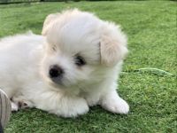 Havaneser Zwergspitz (Pomeranian) suchen liebevolles Zuhause