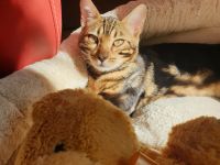 Bengal Marmor Katze mit Stammbaum