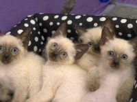 Reinrassige Siam Katzen Kätzchen, alter Typ Thai Siam Kitten