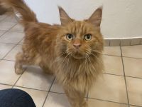 MainCoon Kater