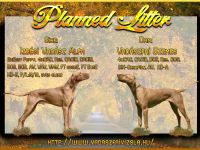 Magyar Vizsla Welpen