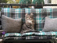 Maine Coone Kater dringend abzugeben…