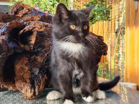 1 süßer britisch Kurzhaar Mix Katerchen