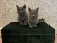 2 Reinrassige Britisch Kurzhaar Babys Grau