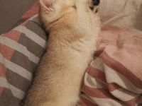 Bkh Katzen Stammbaum geimpft gechippt getestet