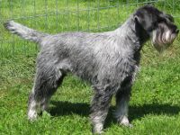 Liebevoll mit großer Fachkenntnis aufgezogene Schnauzerwelpen