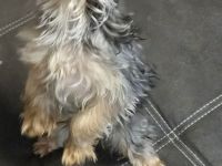 Yorkshire terrier welpen