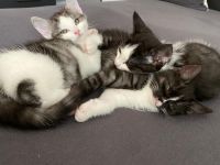 Katzen Babys / Kitten