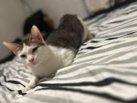 Katze sucht neues Zuhause