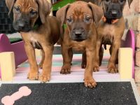 Wunderschöne Rhodesian Ridgeback Welpen mit DNA Ahnentafel