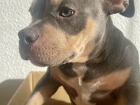 American Pocket Bully Welpe ABKC