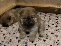 chow-chow pups