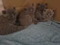 Britisch kurzhaar katzen