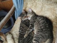 Samtpfoten suchen neuen Wirkungskreis