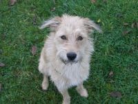 Hundetagesstätte Frankfurter Fellnasen