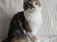 Maine Coon Reinrassig