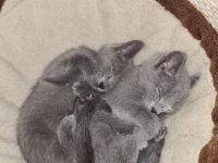 Russisch blau Kitten Katzen Babys Haustier Rassenkatze