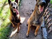 Malinois Belgischer Schäferhundwelpen