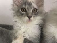 Maine Coon Kitten mit Stammbaum