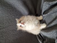 4 süße ragdoll kitten in liebevolle Hände abzugeben