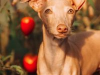 Welpe zu verkaufen !!!