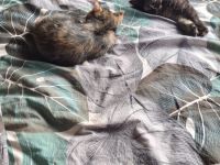 2 Kitten 12 Wochen abzugeben