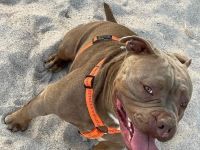 Entdecken Sie die Zauberhafte Welt der Oeb Welpen Liebevolle begleiter fürs leben suchen ein Zuhause