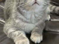 Reinrassige BKH Katzen