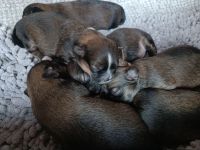 5 Pekinesen Mischlinge zu verkaufen