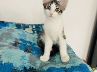 Reinrassige Türkisch Angora Katze ( Kitten ) mit Stammbaum sucht ein liebevolles Zuhause