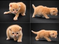 BKH kitten Stammbaum, geimpft  gechipt Gesundheitszeugnis