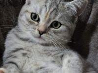 Whiskaskatze,.Stammbaum,gechip , Gesundheit8szeugnis