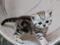 Whiskaskitten  mit Stammbaum