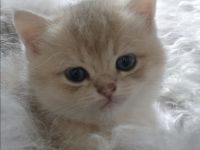 BKH kitten Stammbaum, geimpft  gechipt Gesundheitszeugnis