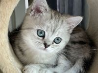 Whiskaskitten m.Stammbaum, WURFANKÜNDIGUNG