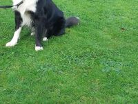 TYSON SUCHT ZUHAUSE MIT HUNDEERFAHRUNG