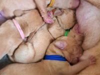 Magyar Vizsla Wurfplanung zum WInterquartal 2026