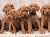 Magyar Vizsla Wurfplanung zum April 2026