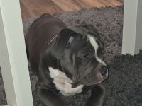 Old English Bulldog mit Ahnentafel