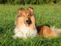 BiHCh, FBiHCh, RSCh Gandor zur Lewitzperle (BH/VT)