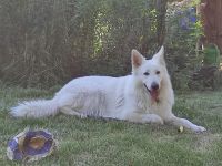 AC weiße Schaferhundwelpen