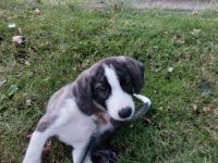 Hund sucht neues Zuhause