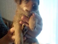 Süsse Pinschermischlinge