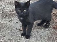 Katzenkinder suchen ein Zuhause