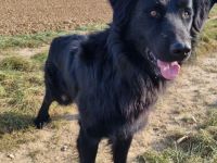 Altdeutsche Hütehund/Schäferhund Welpen