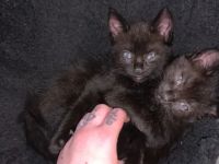 Süße BKH/EKH Kitten suchen Dringend ein zuhause